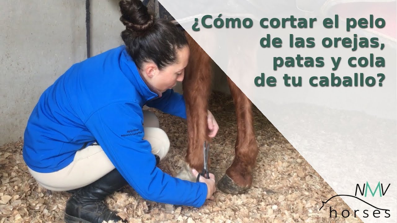 ✅Cómo arreglar las orejas, patas y cola de tu caballo✅I PASO A PASO