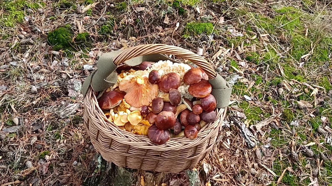 Las kurkowy pięknie daje !!!