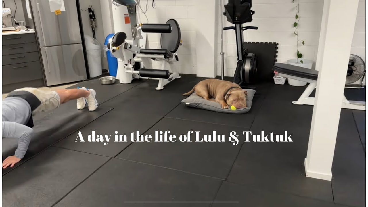 A day in the life of Lulu & Tuktuk! #dog #puppy #americanbully #staffy #funnydog #pup #dogs #gym