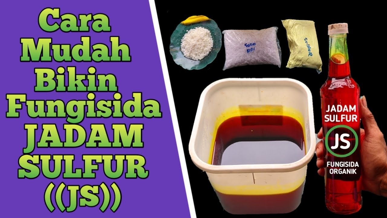 Cara Mudah Membuat Jadam Sulfur (JS) || sebanyak 5 liter || Fungisida jadam