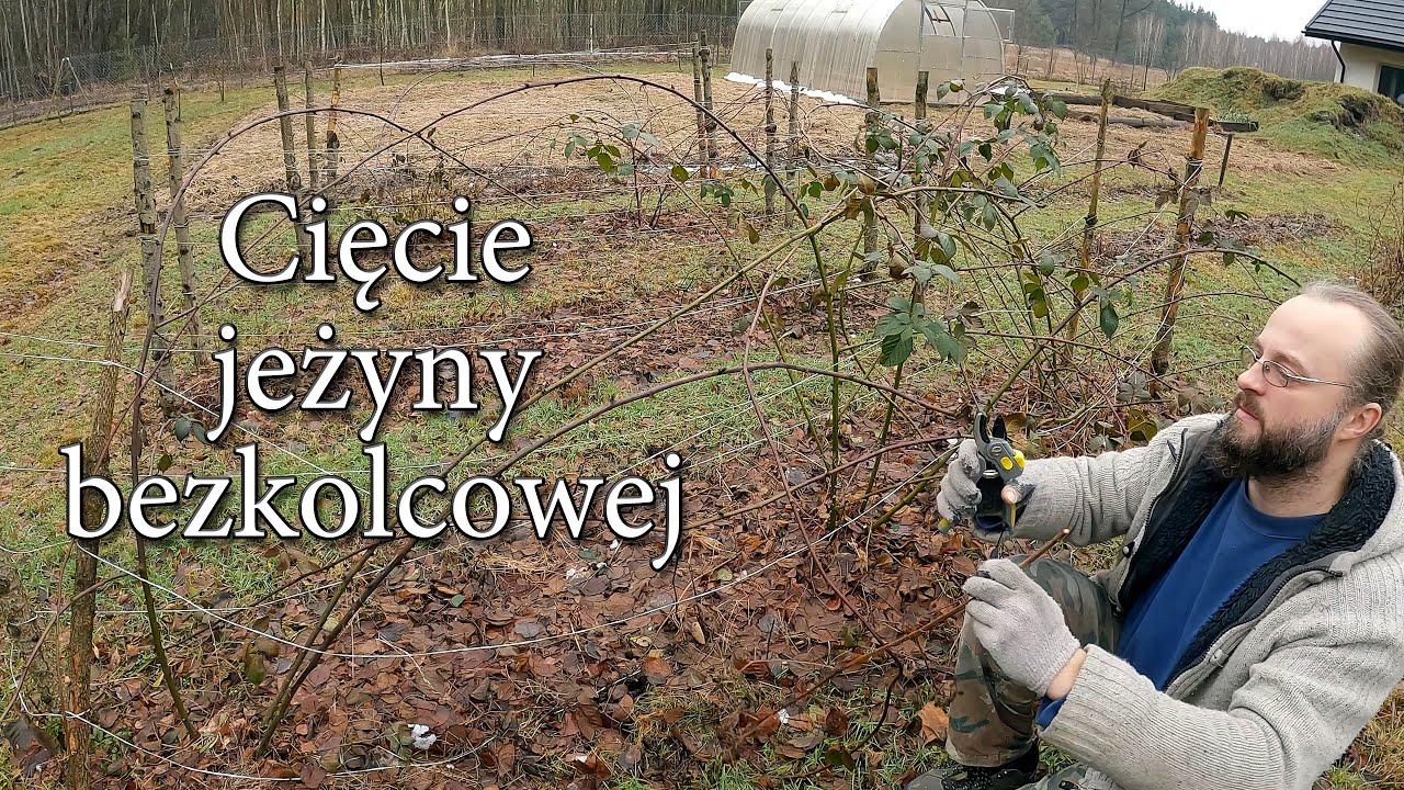 Cięcie jeżyny bezkolcowej w Szumilesie