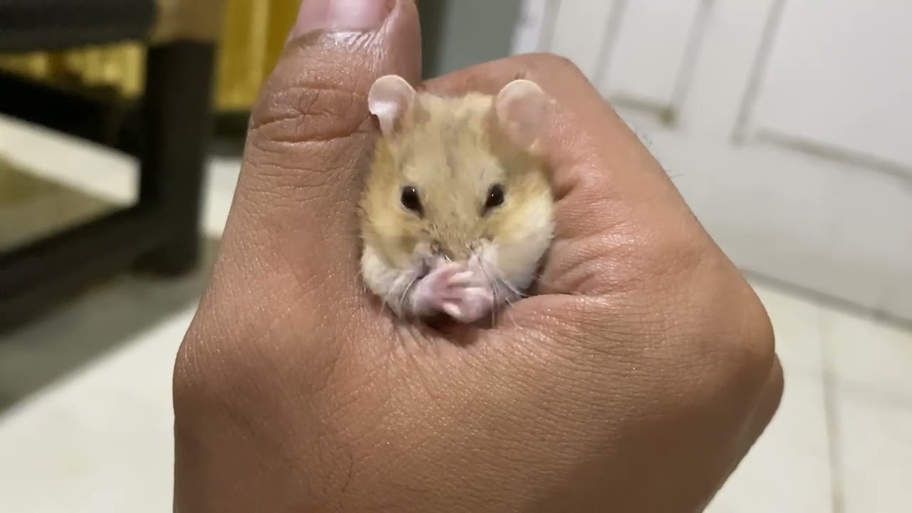 Cute Sirian Hamsters