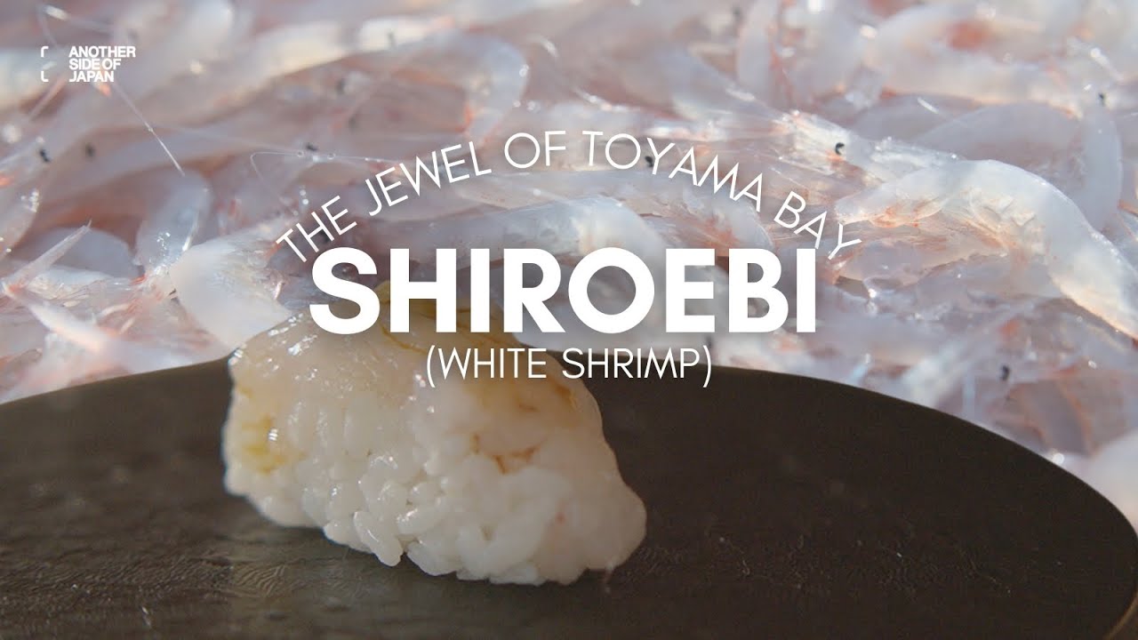 TOYAMA | White Shrimps: The Jewel of Toyama Bay