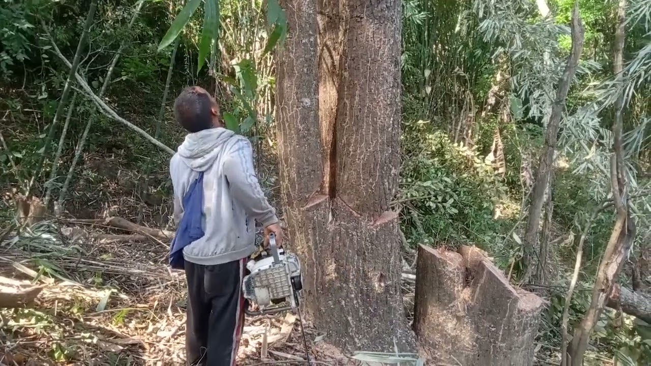Trees cutting(mizo lo vat thing kit lai)