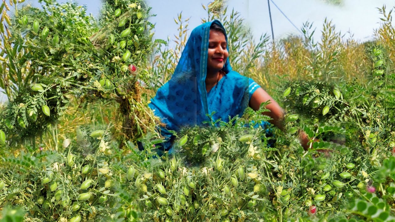 हरे ओरहा का स्वादिस्ट निमोना भात रोटी जब आपको थाली में मिलेगा तो दो की जगह चार रोटी खा जाएंगे