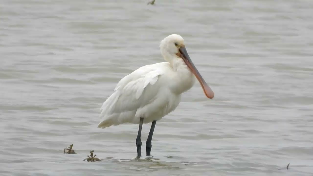 Goldcliff Birding #158 with Spoonbill and Great White Egret