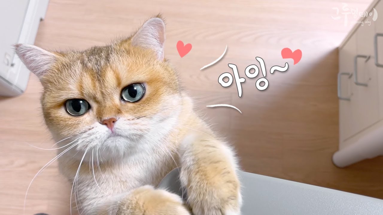 무릎에 올려달라고 애교 부리는 고양이