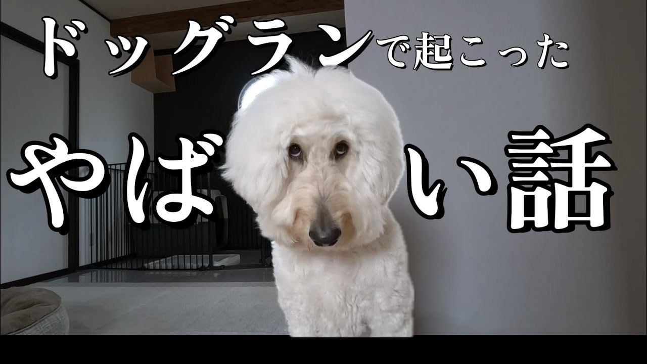 ドッグランで起こったヤバイ事件のお話【犬アフレコ】