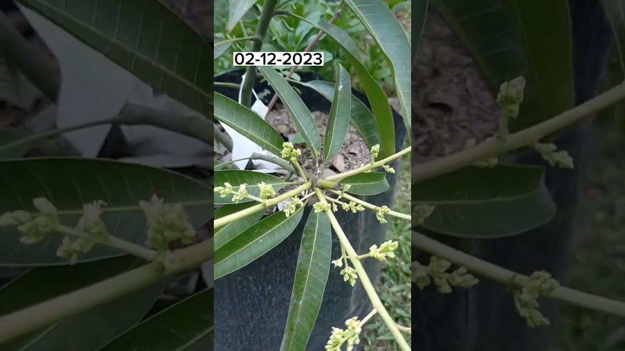 MANGO MARCOTTING FROM START TO FRUITING STAGE