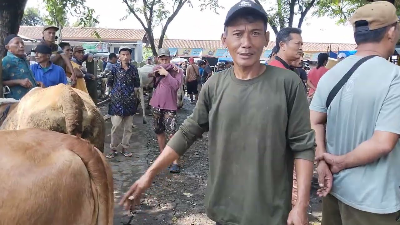 Nego Lama  ??? Akhirnya dil sapi seharga 10 Juta untuk sapi pedetan metal ini