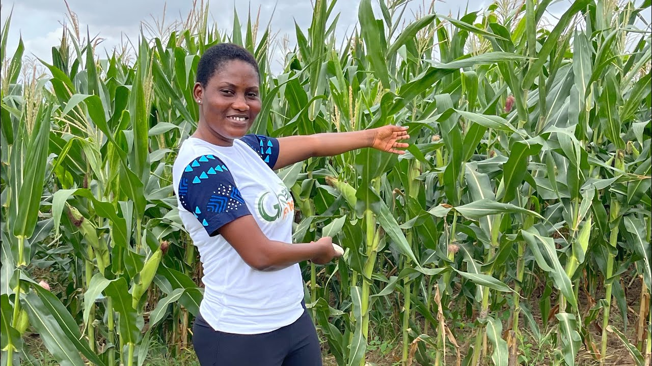 The Million-Dollar Secret: Why Maize is the Game-Changing First Crop for Your New Farmland