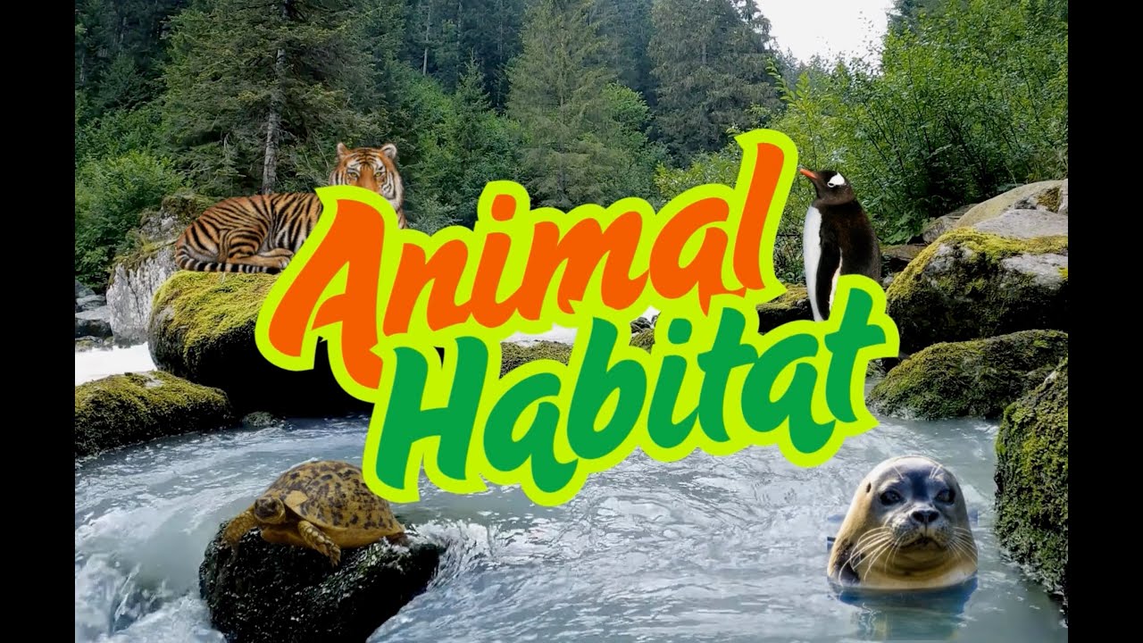 HABITAT OF ANIMALS | Classification Of Animals On Habitat | Educational Videos |  Kid2teentv