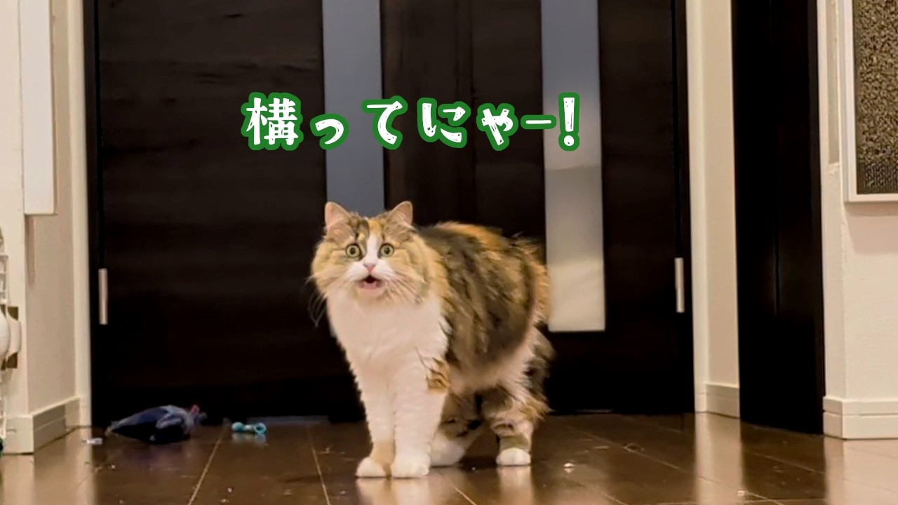 まさかの延長戦！？遊び終わったはずなのに鳴き続ける甘えん坊な猫