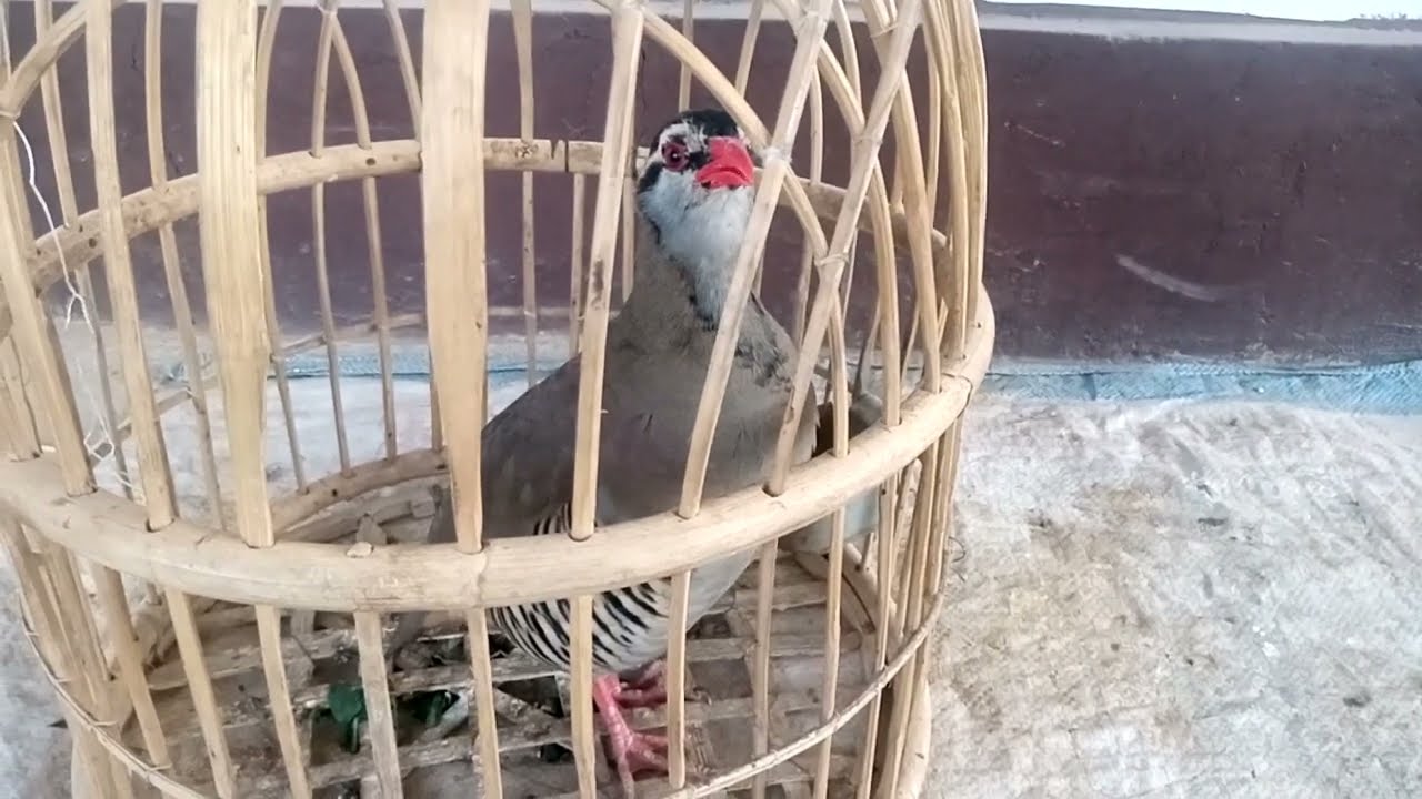 maskati 2nd cross female chakor awaz ||pakistan national birds