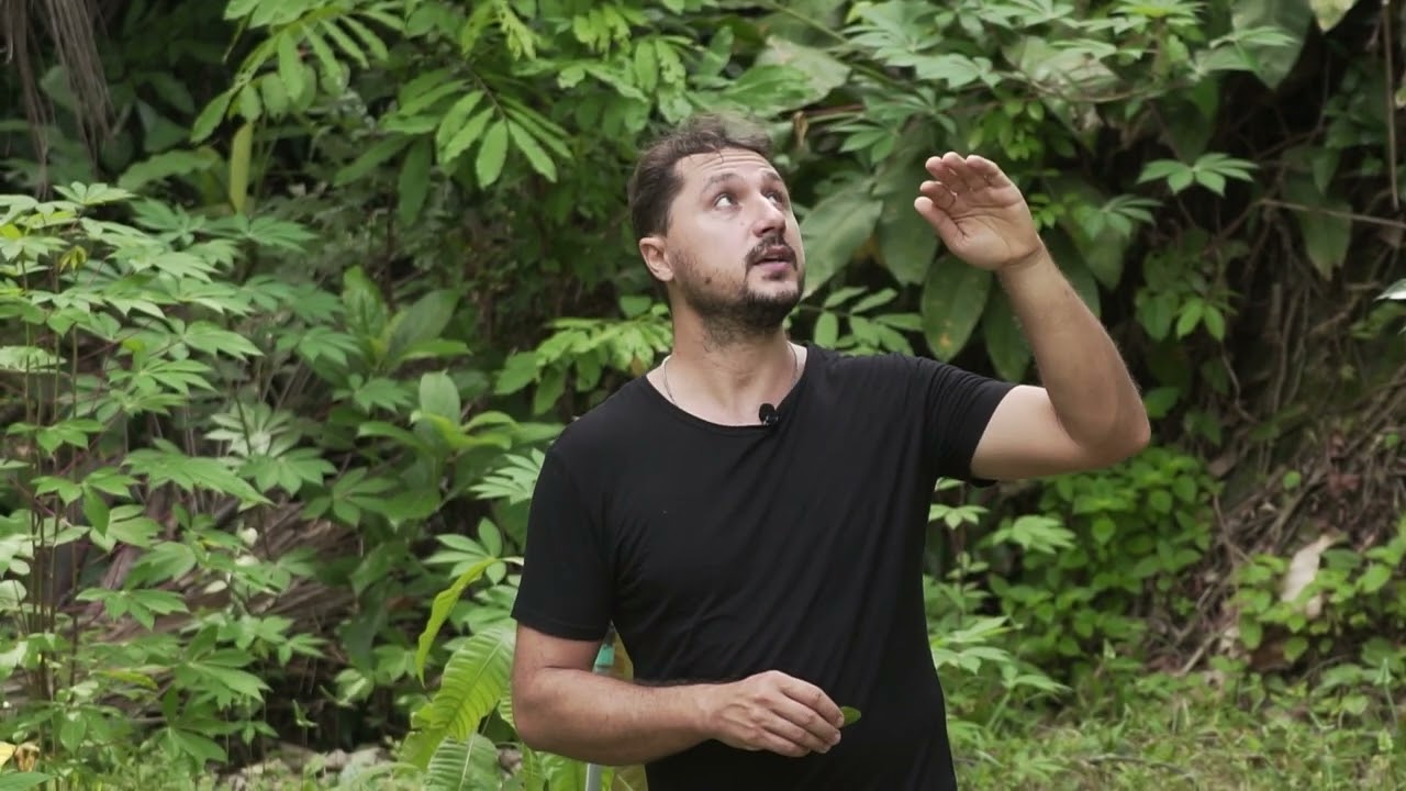 Syntropic Agroforestry Stratification - Example of Food Forest in Thailand