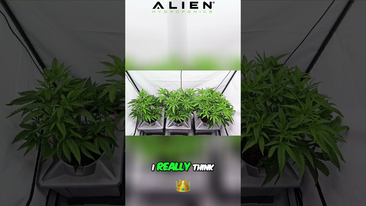 Aeroponic Grow - Week 1 Flower - Maximizing Yield with King Solomon Nutrients