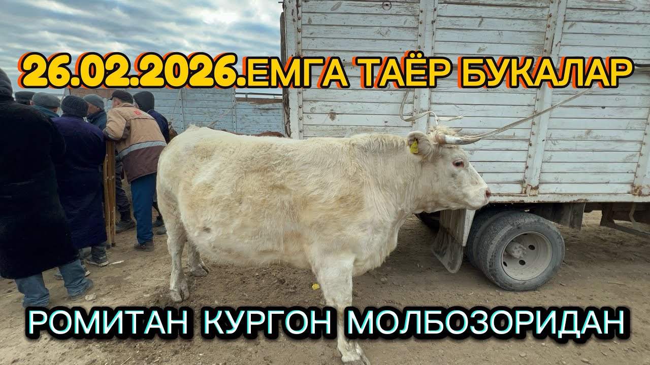 РОМИТАН КУРГОН МОЛБОЗОРИ БУКАЛАР КАТОРИДАН 26.02.2026.