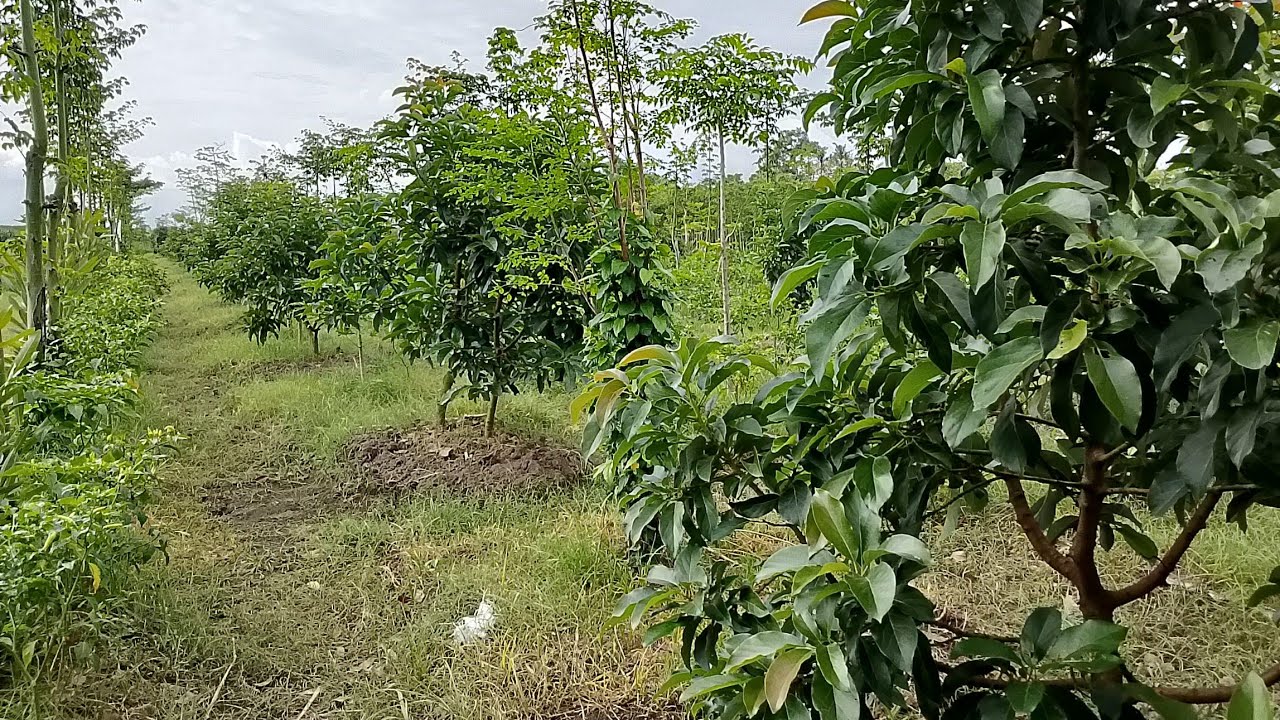 Kebun Alpukat 🥑 Miki Umur 1,5 Tahun #petanimuda #alpukat