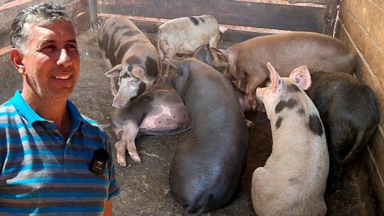 ASSIM VOCÊ VAI TER LUCRO💰COM CRIAÇÃO DE PORCO CAIPIRA🐖