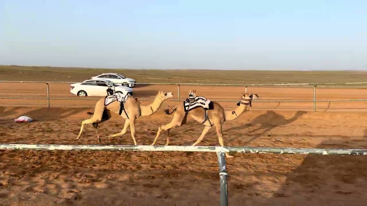 الشوط الثاني قعدان مفاريد / جيفارا صالح الحميدي الخمعلي