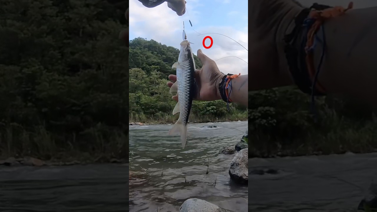 Golden Mahseer fishing on our local river😱 #shortsviral #trending #viral #viralvideos #fishing