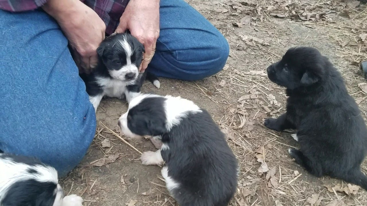 German Shepherd /Aussie Shepherd mix pups