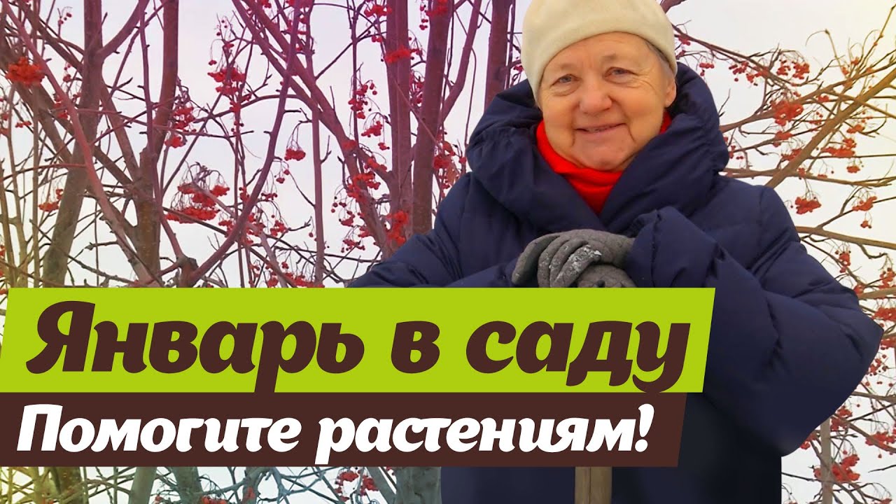 Январь в саду. Сезонные работы