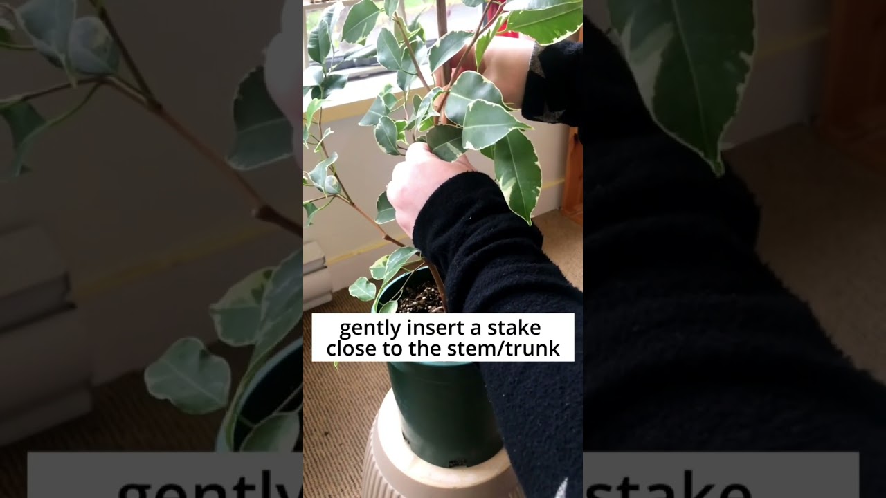 How to create a canopy on a weeping fig (ficus benjamina)