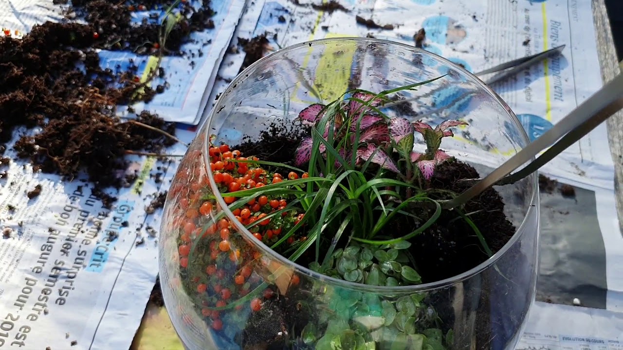 Le Terrarium de Jade