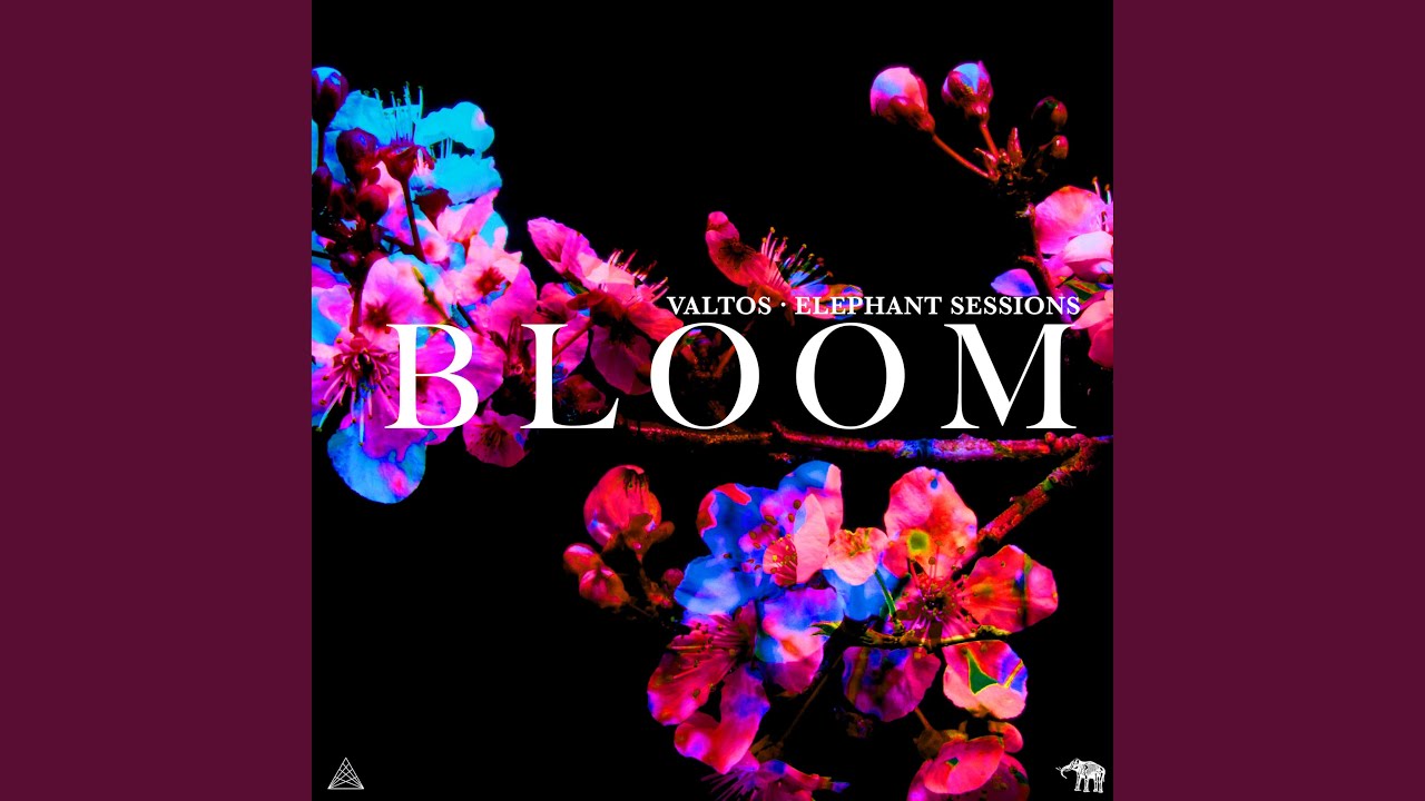 Bloom