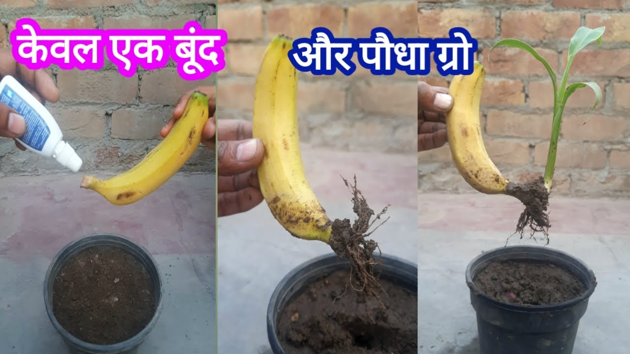 Amazing Trick to grow Banana from Banana केले का पौधा कैसे उगाये #amazing #trick #banana