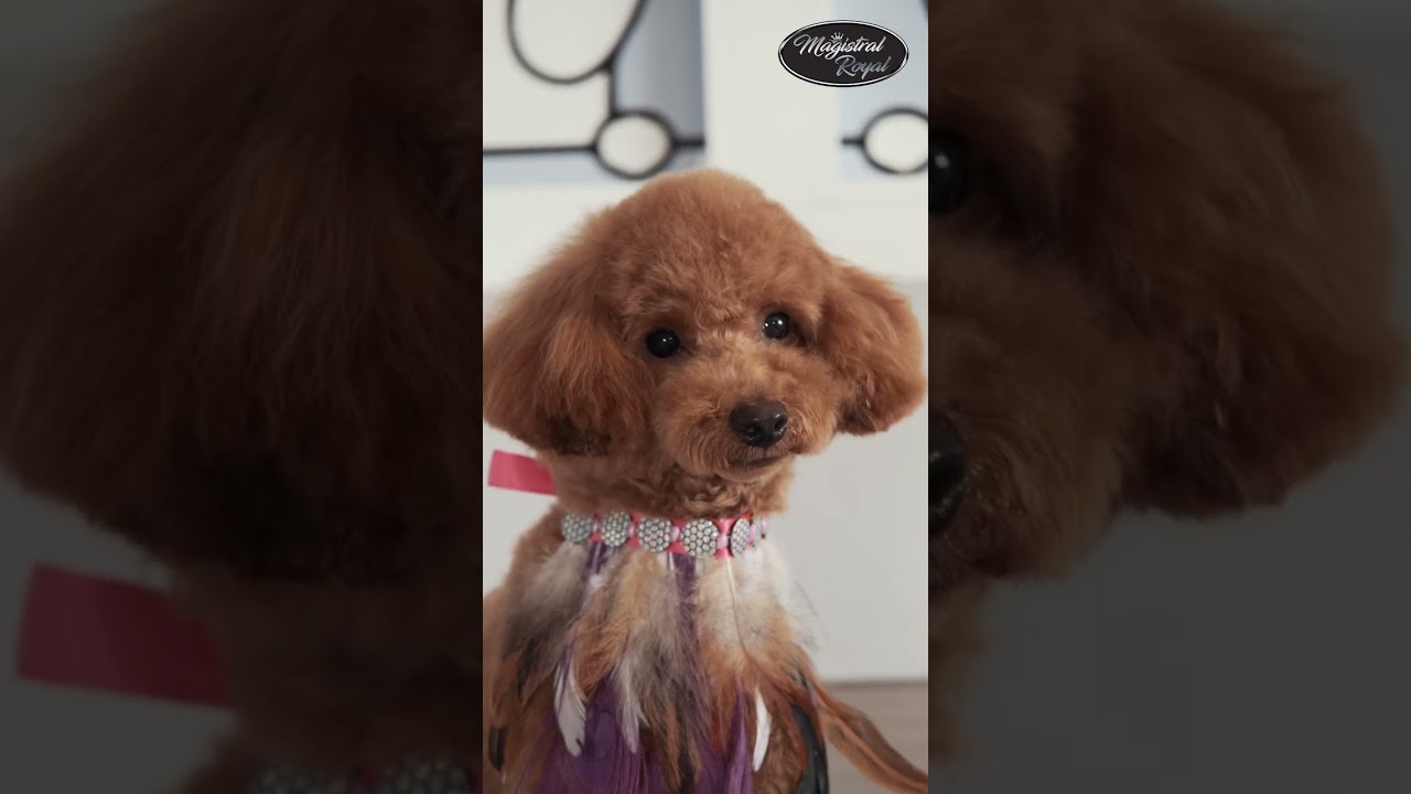 Descubre la PELUQUER&Iacute;A CANINA de Megamascotas