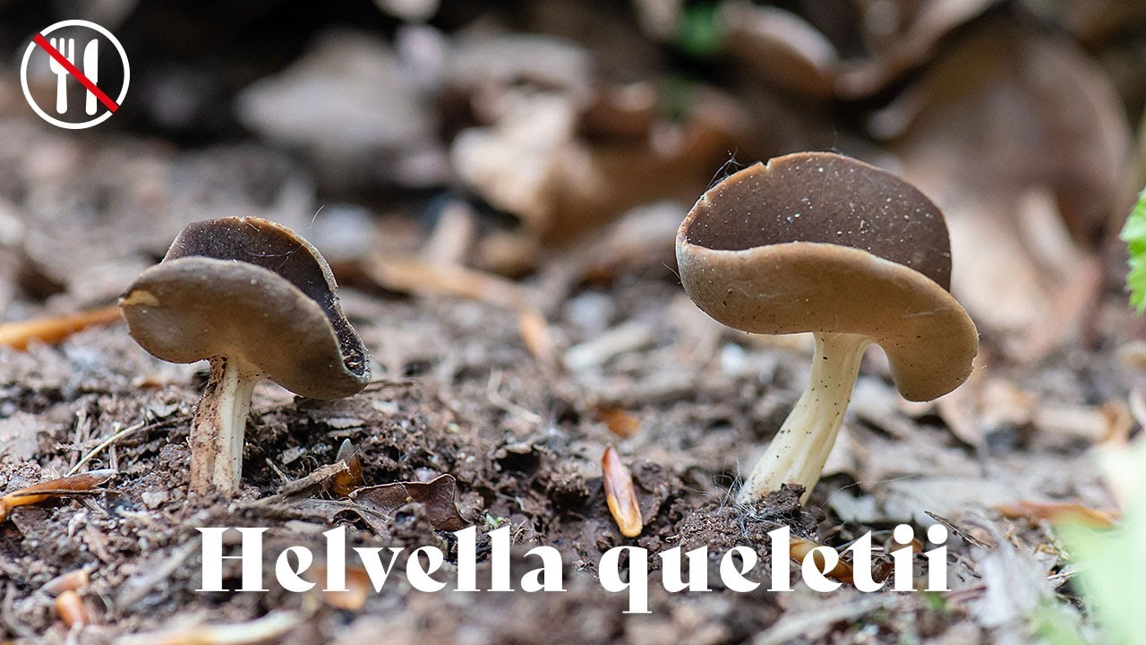 Helvella queletii (brak polskiej nazwy)