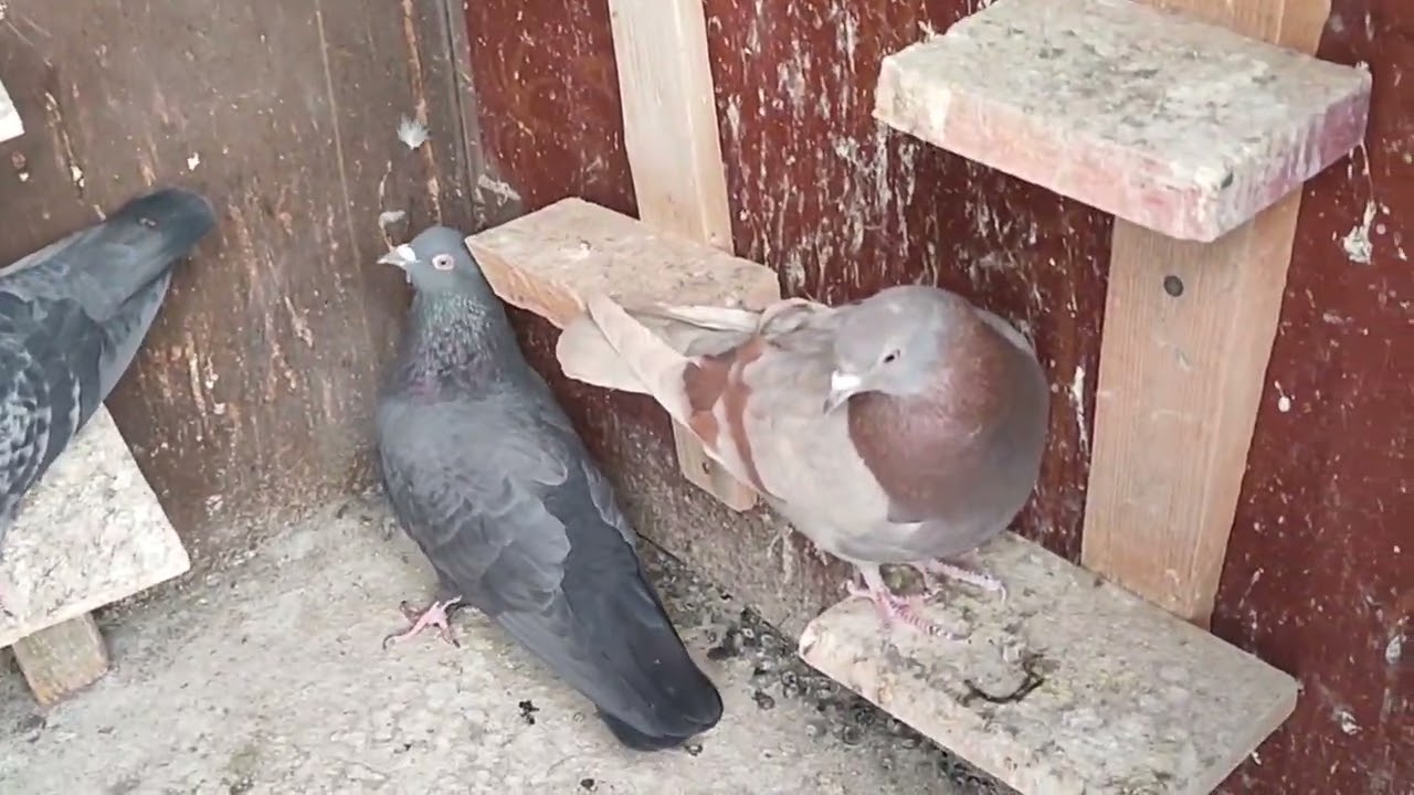 كيف نعرف الحمام الي يكون دم حار اودم  بارد