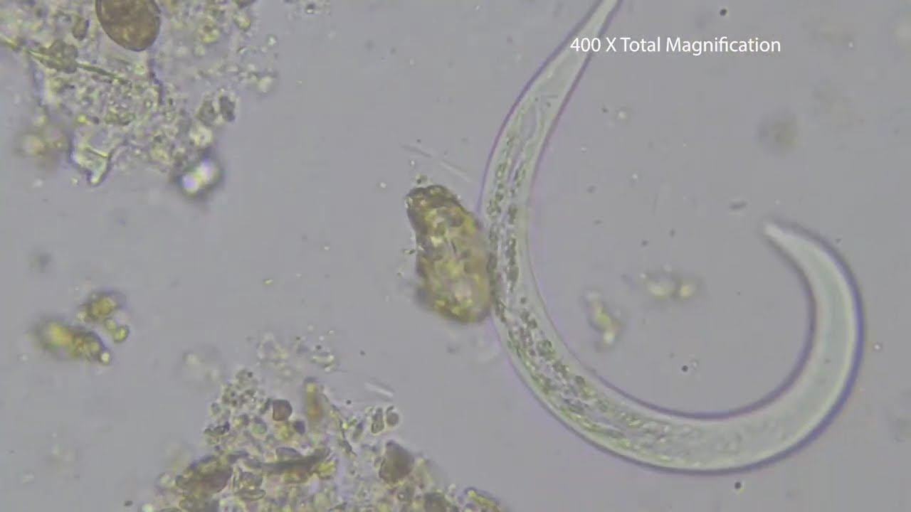 Nematode-trapping fungi