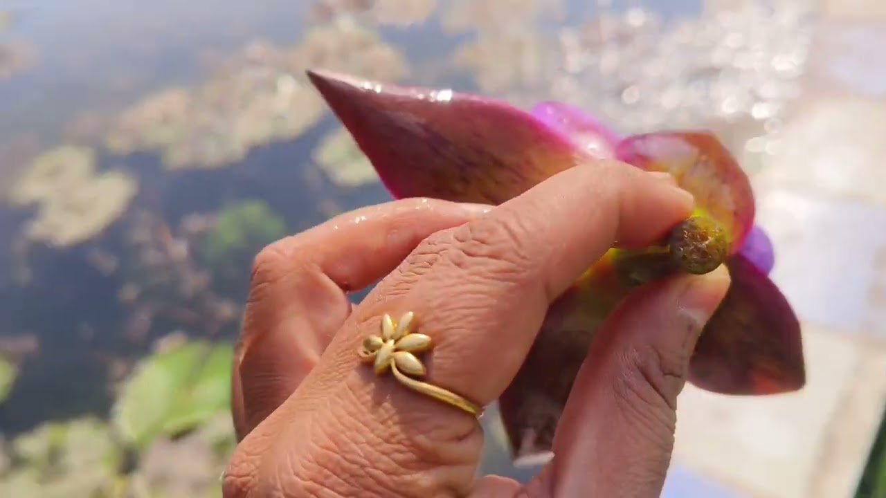 मुश्किलों से मिला water lilly happy valentine's day ki tayari rajnigandha ki khushboo ke saath