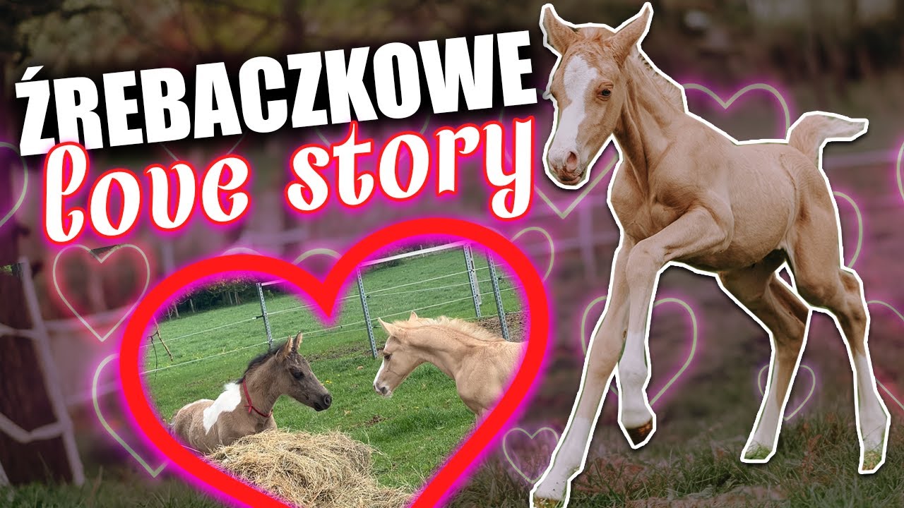 ZAKAZANA MIŁOŚĆ W STAJNI - *ŁĄCZYMY ŹREBAKI* 😱