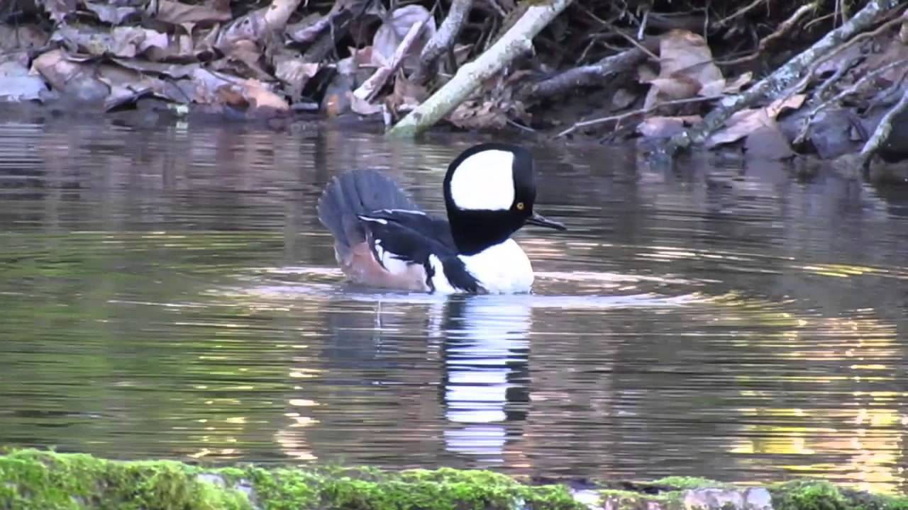 Hooded Merganser