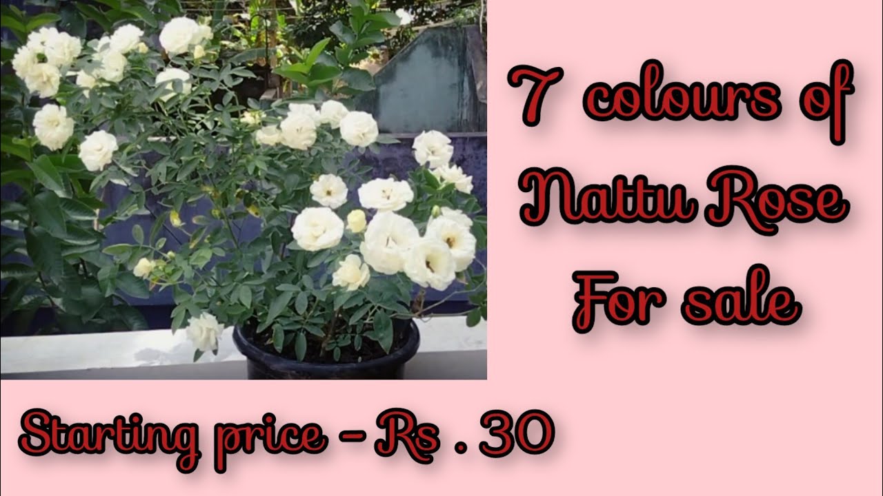 7 colours of Nattu Rose for sale , starting price - Rs. 30 / Sale by @RVGarden-msv .