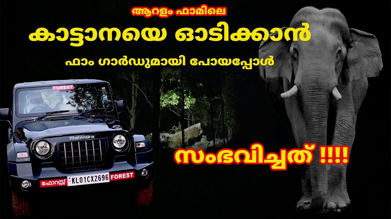 ആറളം ഫാമിലെ കാട്ടാനയെ ഓടിക്കാൻ ഫാം ഗാർഡുമായി പോയപ്പോൾ  .സംഭവിച്ചത്  #elephant #aralam #forest