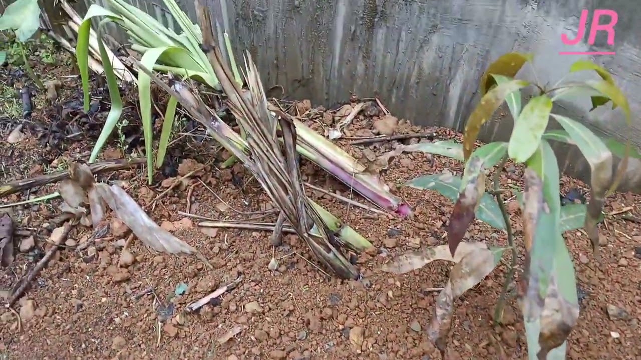 Reel by J.R.local kitchen garden on 12th March 2026.#####.