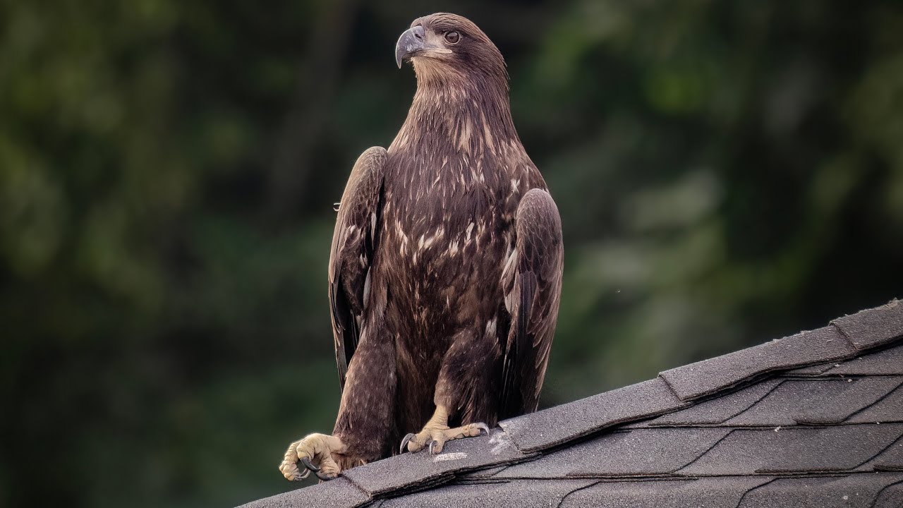 JUVENILE BALD EAGLE GOES FISHING!!.. BALD EAGLES OF CENTERPORT ..