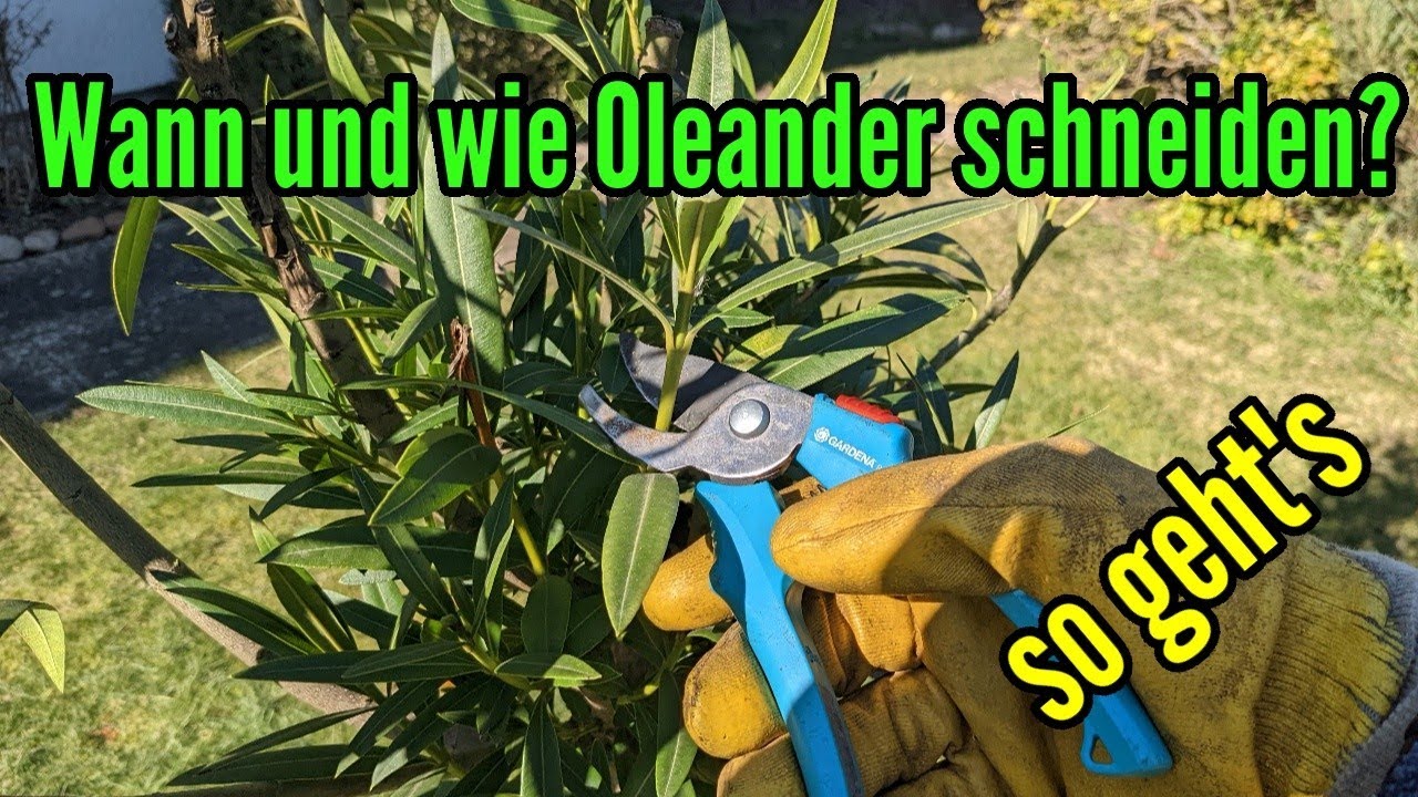 Wann Oleander schneiden und wie schneidet man Oleander zurück? So Oleander zurückschneiden Frühjahr