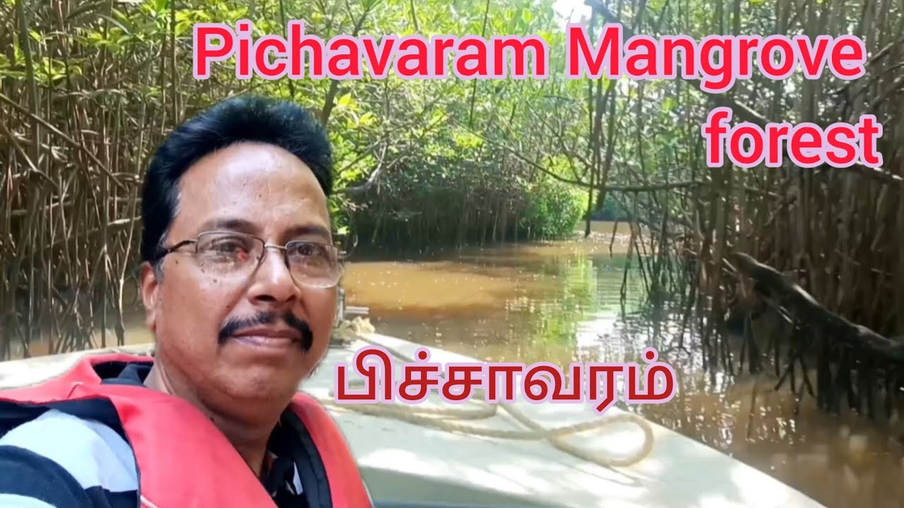 பிச்சாவரம் போட்டிங்/Pichavaram Mangrove Forest Boating/