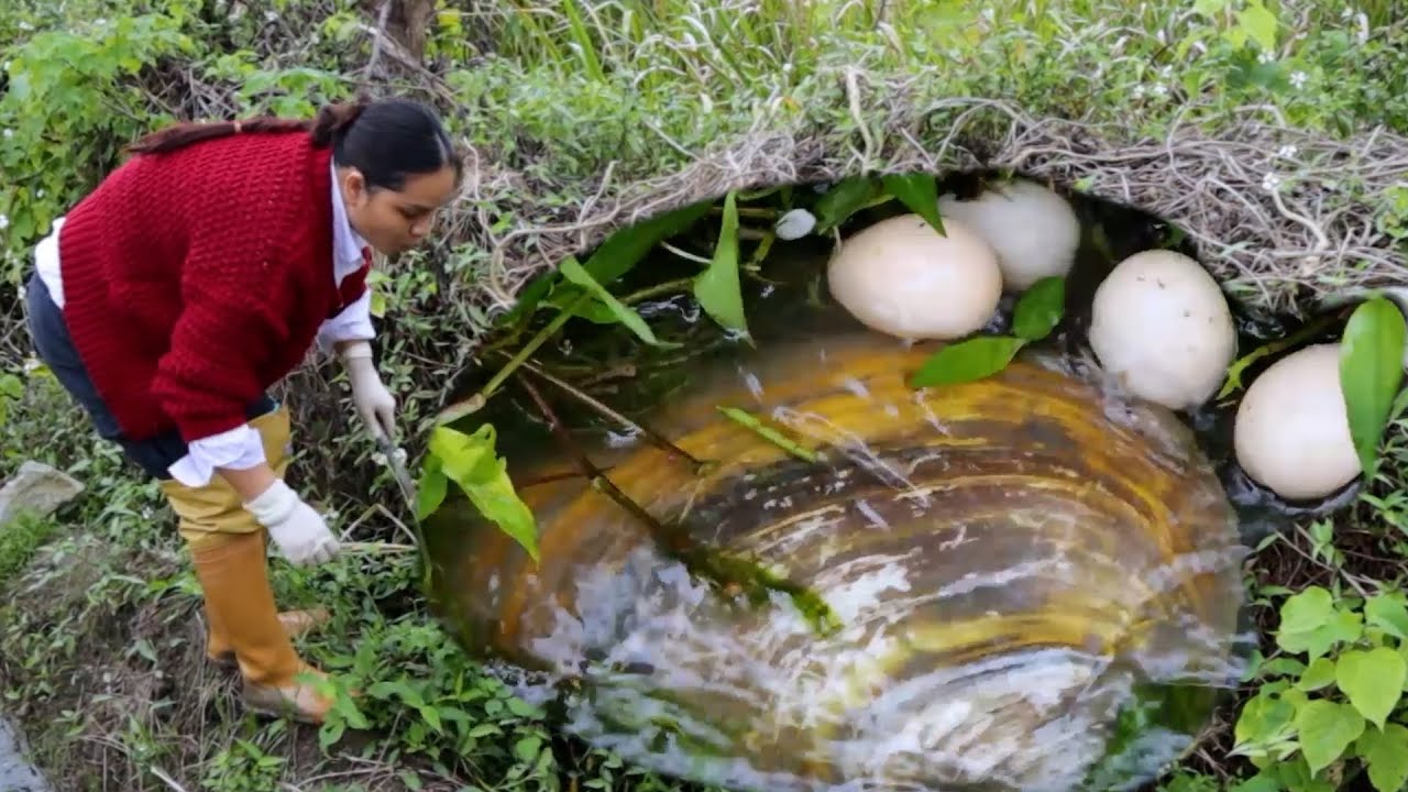 Giant clams lay irregular eggs and have over 30 colorful pearls