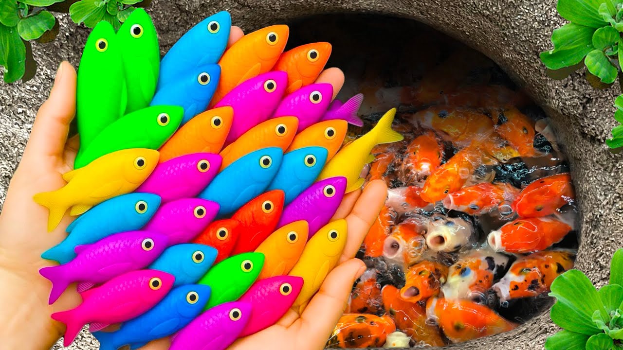 Catching Colorful Aquarium Fish in Small Pond, Koi, Guppies | Vibrant Fish Collection Adventure