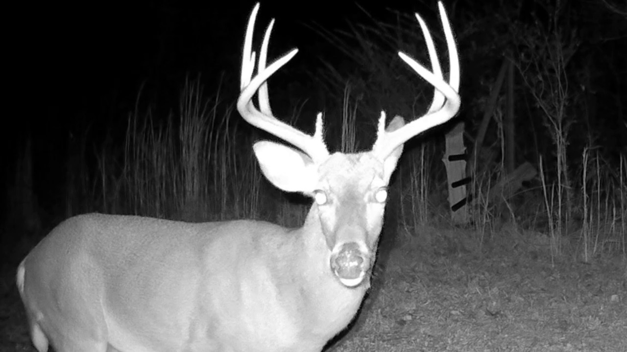 30 Minutes of Calm Deer Footage | Quiet Wildlife as the Hours Pass in the Ouachita Mountains