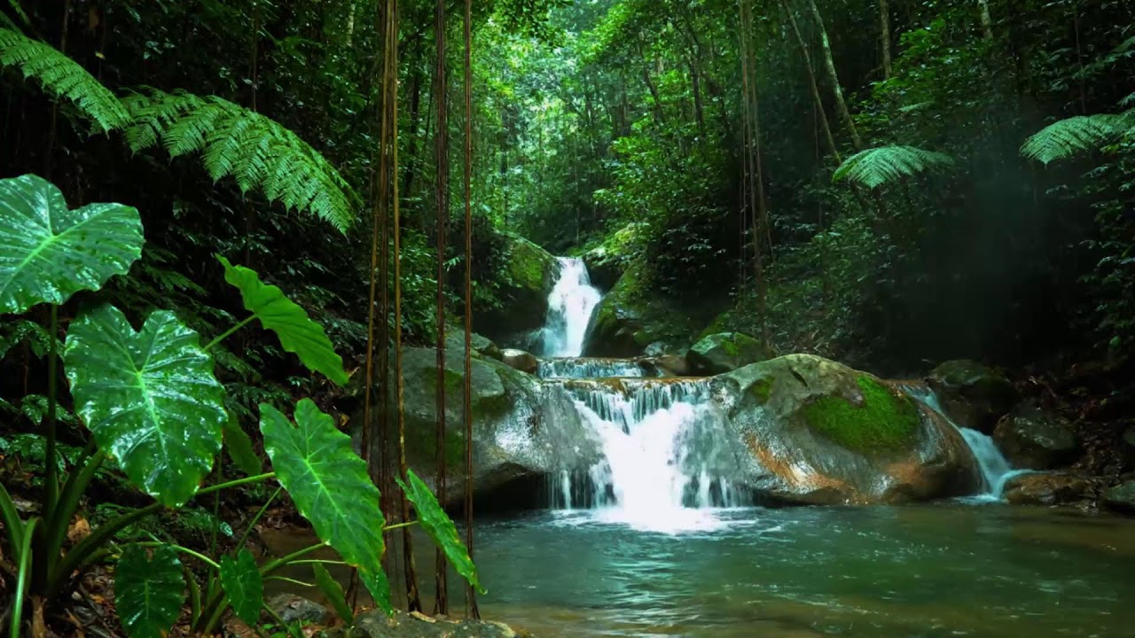 Gentle Woodland Stream and Birdsong | Relaxing Forest Nature Sounds for Focus & Calm