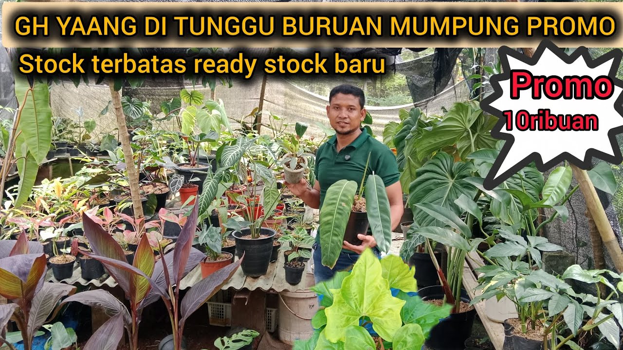 GH YANG DI TUNGGU TERKENAL MURAH MERIAH‼️PROMO 10RIBUAN