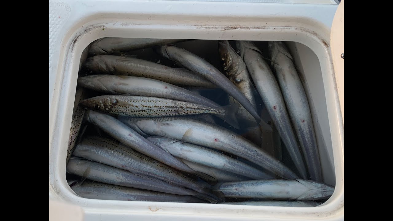 Happy Fisherman   EP17  Catching King George Witing St Leonards